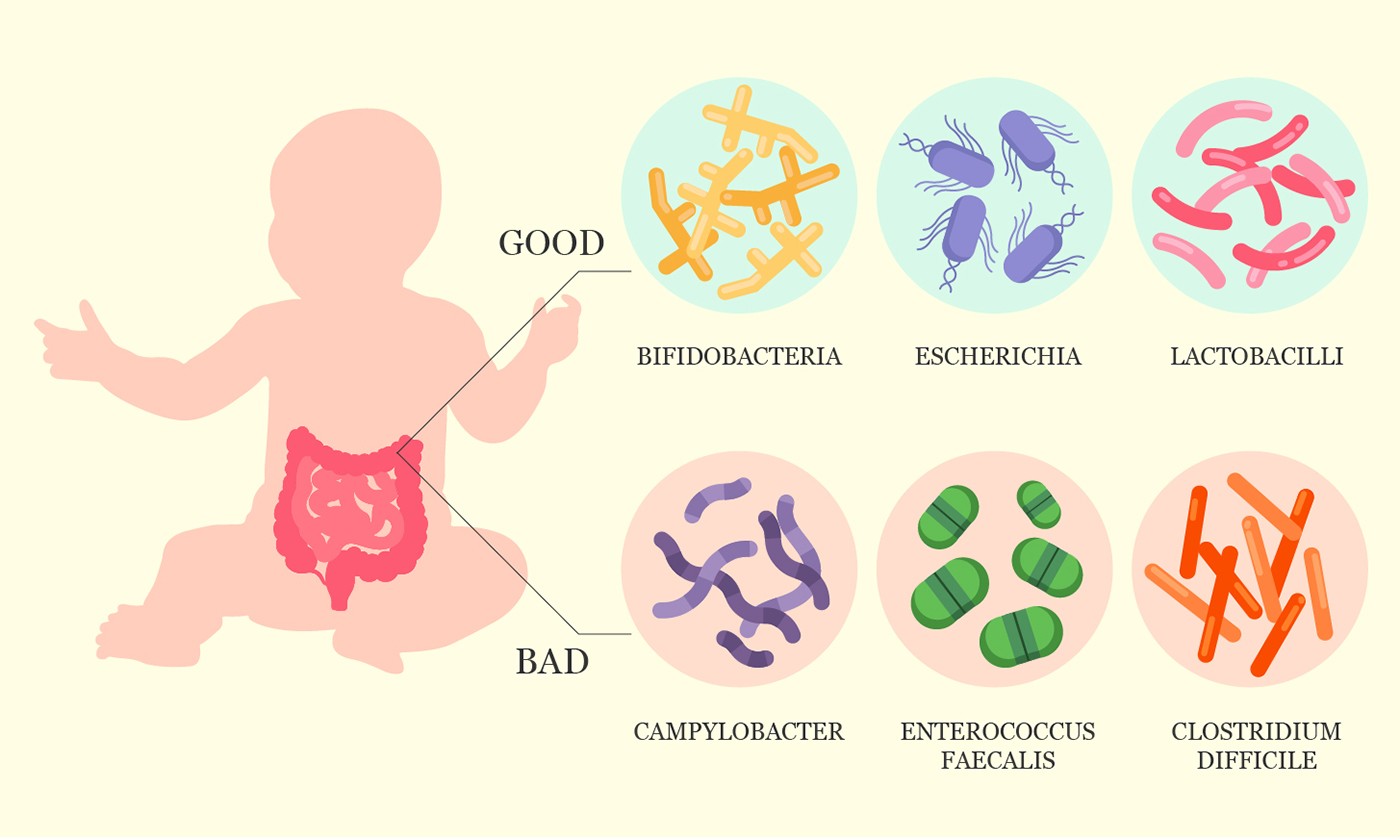 Baby Intestine Development In Utero