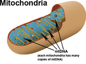mitochondria diagram indicating the mtDNA