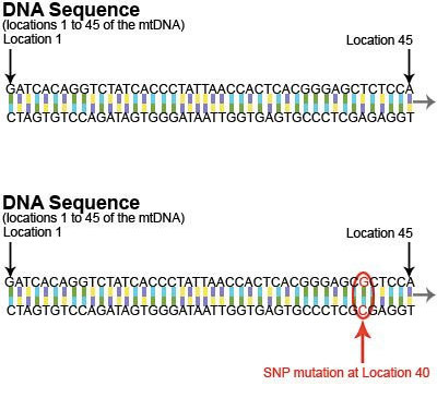 DNA sequence highlighting a SNP mutation